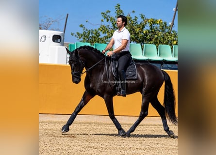 PRE Mix, Ogier, 4 lat, 173 cm, Kara