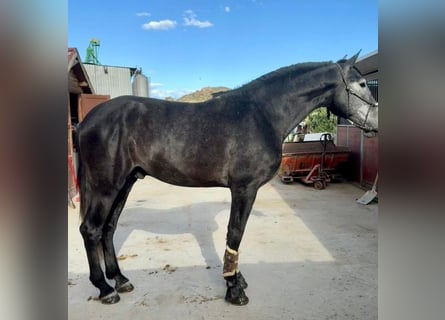 PRE, Ogier, 4 lat, 175 cm, Karosiwa