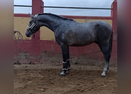 PRE Mix, Ogier, 4 lat, 178 cm, Siwa