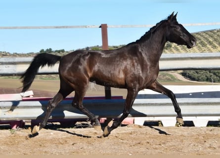 PRE, Ogier, 5 lat, 154 cm, Kara