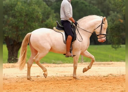 PRE Mix, Ogier, 5 lat, 157 cm, Perlino