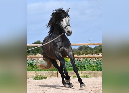 PRE Mix, Ogier, 5 lat, 158 cm, Siwa