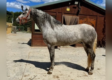PRE, Ogier, 5 lat, 159 cm, Siwa jabłkowita
