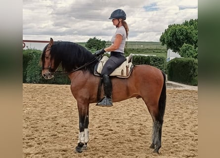 PRE Mix, Ogier, 5 lat, 160 cm, Gniada