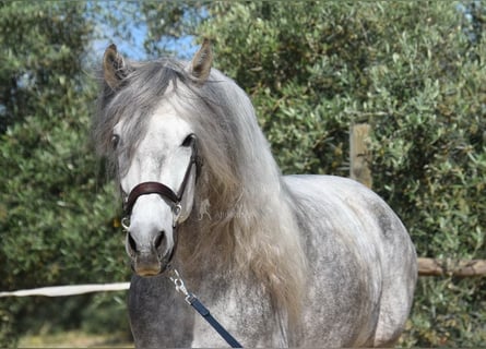 PRE Mix, Ogier, 5 lat, 161 cm, Siwa