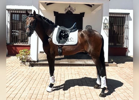 PRE, Ogier, 5 lat, 162 cm, Ciemnogniada