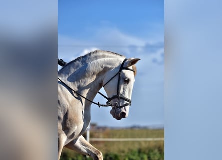 PRE Mix, Ogier, 5 lat, 162 cm, Perłowa