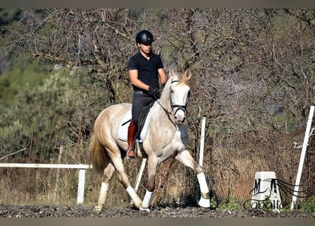 PRE Mix, Ogier, 5 lat, 162 cm, Siwa