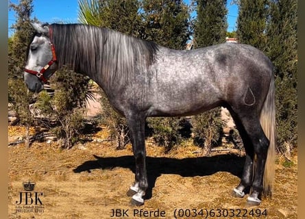 PRE Mix, Ogier, 5 lat, 165 cm, Siwa