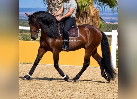 PRE Mix, Ogier, 5 lat, 166 cm, Gniada