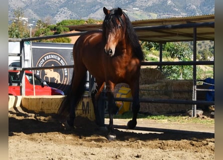 PRE, Ogier, 5 lat, 166 cm, Gniada