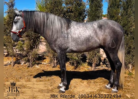 PRE Mix, Ogier, 5 lat, 166 cm, Siwa jabłkowita