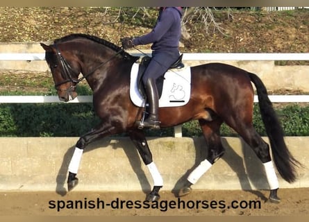 PRE Mix, Ogier, 5 lat, 167 cm, Gniada