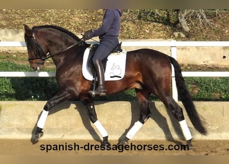 PRE Mix, Ogier, 5 lat, 167 cm, Gniada