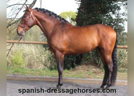 PRE, Ogier, 5 lat, 168 cm, Gniada