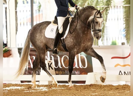 PRE Mix, Ogier, 5 lat, 169 cm, Siwa