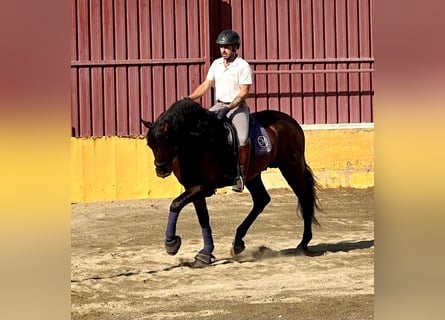 PRE, Ogier, 5 lat, 170 cm, Gniada