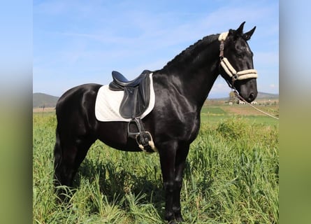 PRE Mix, Ogier, 5 lat, 171 cm, Kara