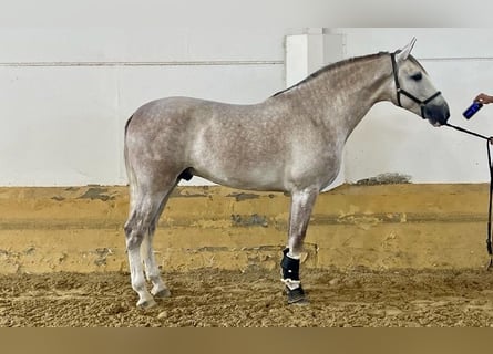 PRE, Ogier, 5 lat, 172 cm, Siwa