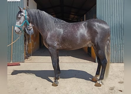 PRE, Ogier, 6 lat, 158 cm, Siwa jabłkowita