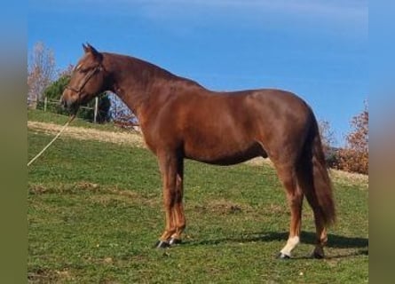 PRE Mix, Ogier, 6 lat, 161 cm, Ciemnokasztanowata
