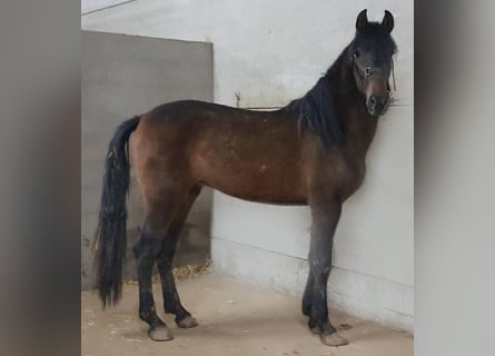 PRE Mix, Ogier, 6 lat, 163 cm, Gniada