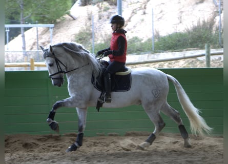 PRE, Ogier, 6 lat, 164 cm, Siwa jabłkowita