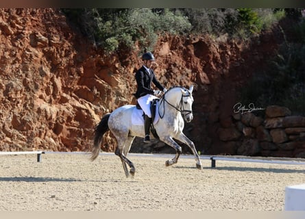 PRE Mix, Ogier, 6 lat, 166 cm, Siwa jabłkowita