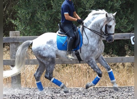 PRE Mix, Ogier, 6 lat, 166 cm, Siwa