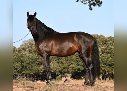 PRE Mix, Ogier, 6 lat, 167 cm, Ciemnogniada