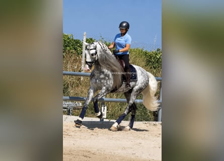 PRE Mix, Ogier, 6 lat, 167 cm, Siwa jabłkowita