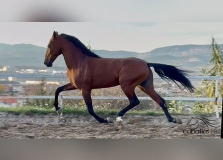 PRE Mix, Ogier, 6 lat, 168 cm, Gniada