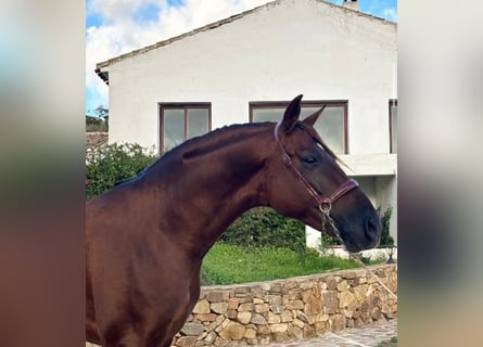 PRE, Ogier, 6 lat, 168 cm, Kasztanowata