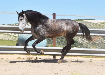 PRE Mix, Ogier, 6 lat, 169 cm, Siwa