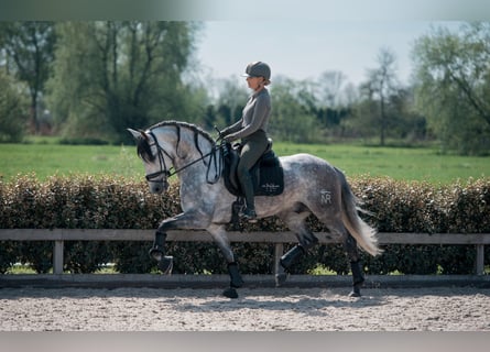 PRE Mix, Ogier, 6 lat, 171 cm, Siwa