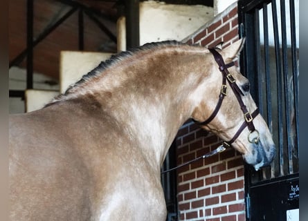 PRE Mix, Ogier, 6 lat, 172 cm, Jelenia