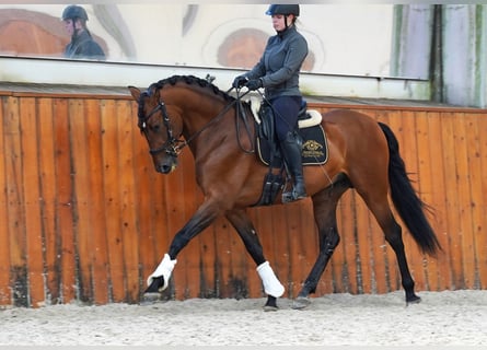 PRE, Ogier, 6 lat, 177 cm, Jasnogniada