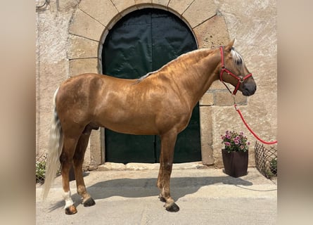 PRE Mix, Ogier, 7 lat, 163 cm, Izabelowata