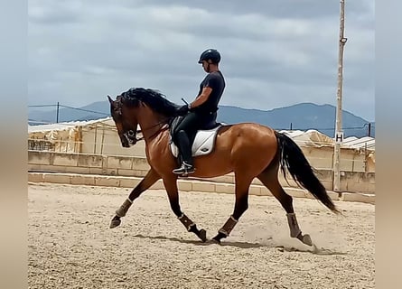 PRE Mix, Ogier, 7 lat, 164 cm, Gniada