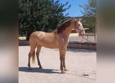 PRE, Ogier, 7 lat, 164 cm, Perlino