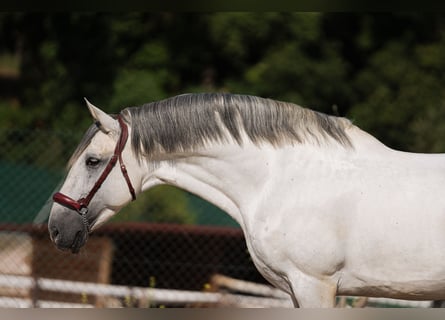 PRE, Ogier, 7 lat, 164 cm, Siwa