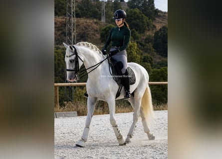 PRE Mix, Ogier, 7 lat, 165 cm, Biała