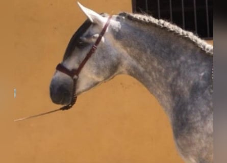 PRE Mix, Ogier, 7 lat, 165 cm, Siwa