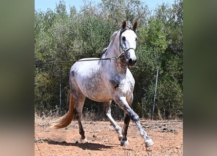 PRE Mix, Ogier, 7 lat, 166 cm, Siwa
