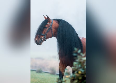 PRE Mix, Ogier, 7 lat, 167 cm, Ciemnogniada