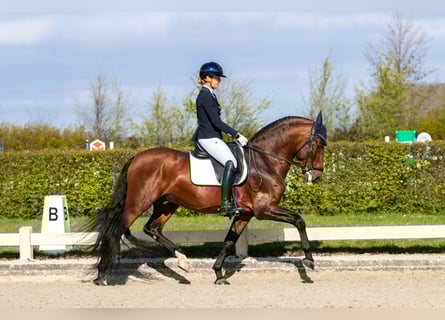 PRE Mix, Ogier, 7 lat, 167 cm, Ciemnogniada