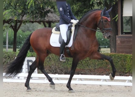 PRE Mix, Ogier, 7 lat, 167 cm, Gniada