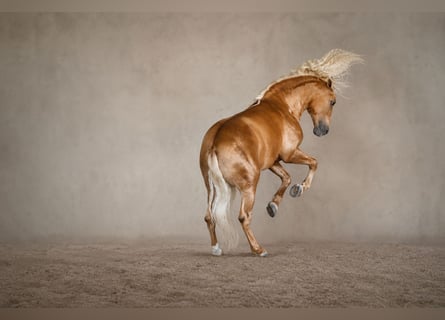 PRE Mix, Ogier, 7 lat, 168 cm, Izabelowata