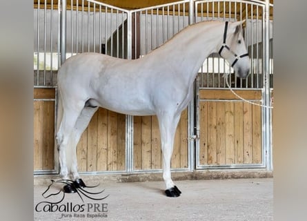 PRE Mix, Ogier, 7 lat, 170 cm, Siwa