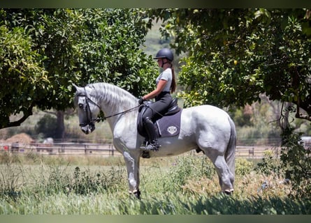 PRE, Ogier, 7 lat, 173 cm, Siwa
